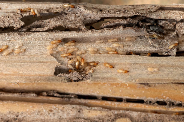 Best Pest Control Treatment  in , MD